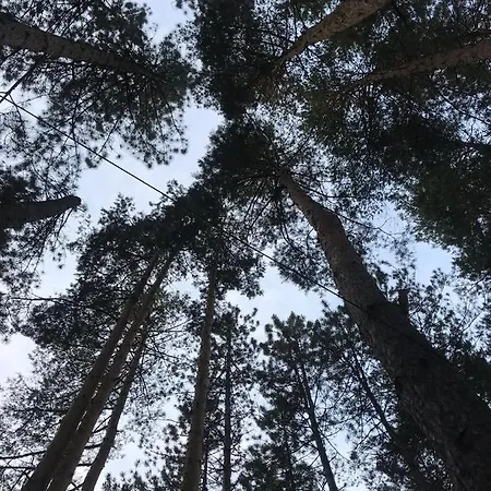 In Zlatar *